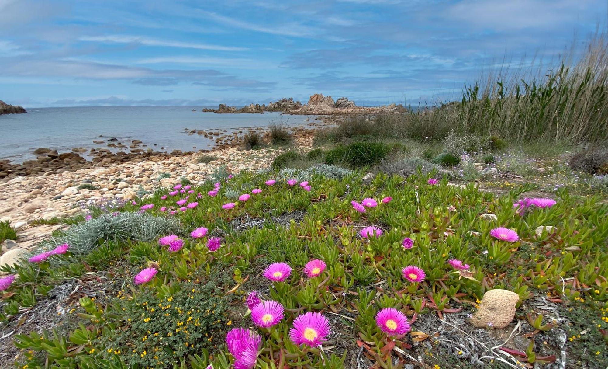 Gli Oleandri Di Calarossa - 5M Walk To The Beach Isola Rossa Eksteriør billede